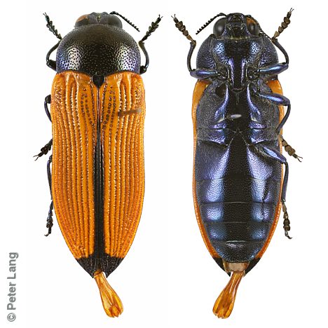 Castiarina parallelipennis, PL2746B, male, EP, 15.0 × 5.3 mm